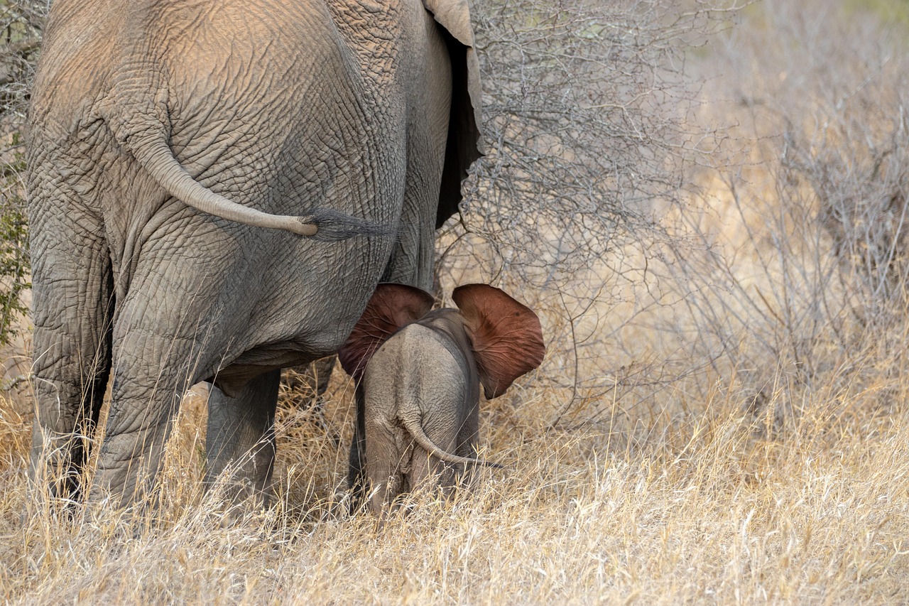 africa, elephant, baby elephant, family, ears, tail, pachyderm, wild, safari, newborn, elephant, elephant, elephant, elephant, elephant, baby elephant, family, family